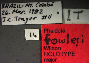 Media type: image;   Entomology 35153 Aspect: labels